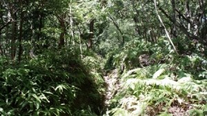 【募集中】11/10「日本平秘境!裏ルート?ハイキング」