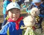 聖護院大根の収穫
