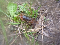 5/30　里山いっぽ　雨の日の楽しみ方　