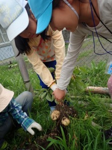 ジャガイモできてる! (480x640)