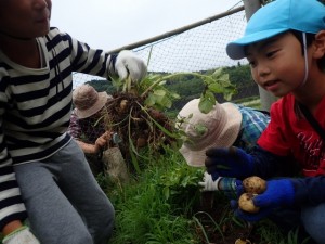 掘れた!ジャガイモってこうやってついてるんだ (640x480)