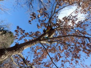 本年もどうぞよろしくお願い申し上げます